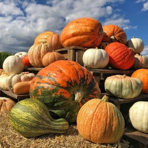 Blue Ridge Mountain Maze Pumpkin Page