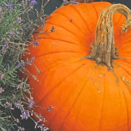 White Oak Lavender Fall Festival