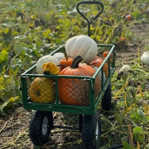 Pick a Peck Pumpkin Patch